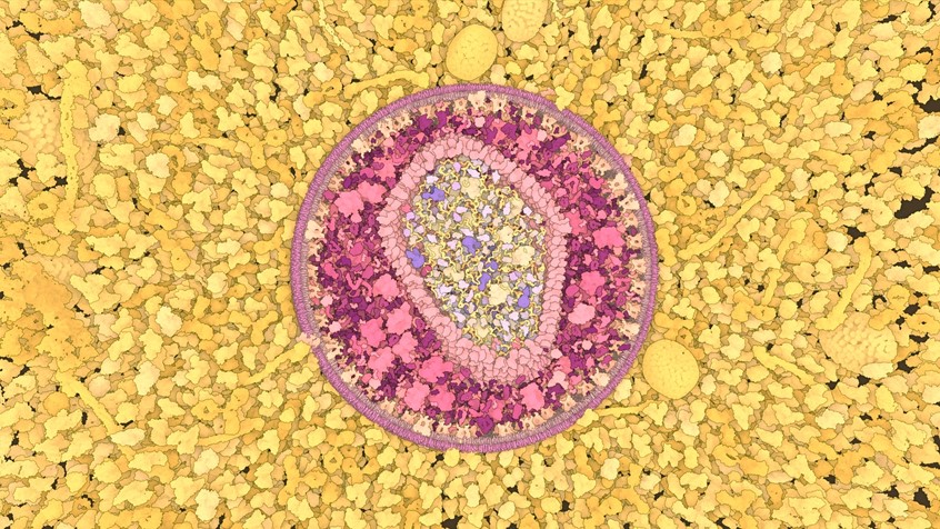 medical illustration of This is a model of a HIV virion submerged in blood plasma in atomistic resolution. The model has been rendered in real-time with our in-house rendering engine, Marion. The illustrative style helps to distinguish individual protein molecules from each other, while it maintains the complexity of the original model.