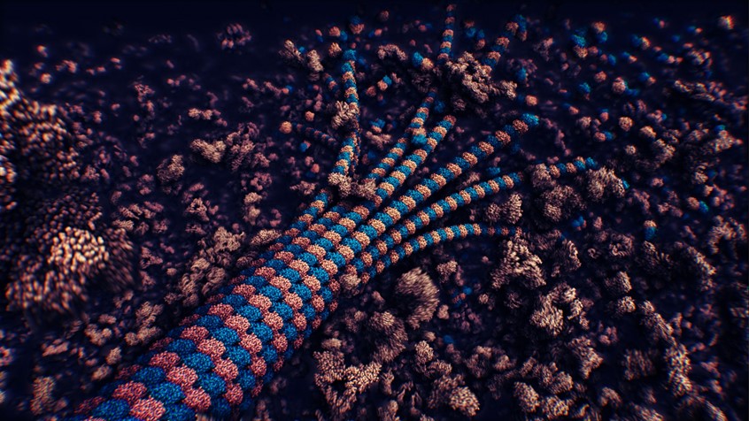 medical illustration of Microtubules are long, hollow tubes present in each of your cells. They help to maintain the shape of the cell, and they form rails along which material is transported throughout the cell. They even help with cell division.
This image is a still from an animation showing how microtubules assemble from protein molecules randomly scattered throughout every cell.
The animation has been rendered in real-time with our in-house molecular rendering engine Marion.