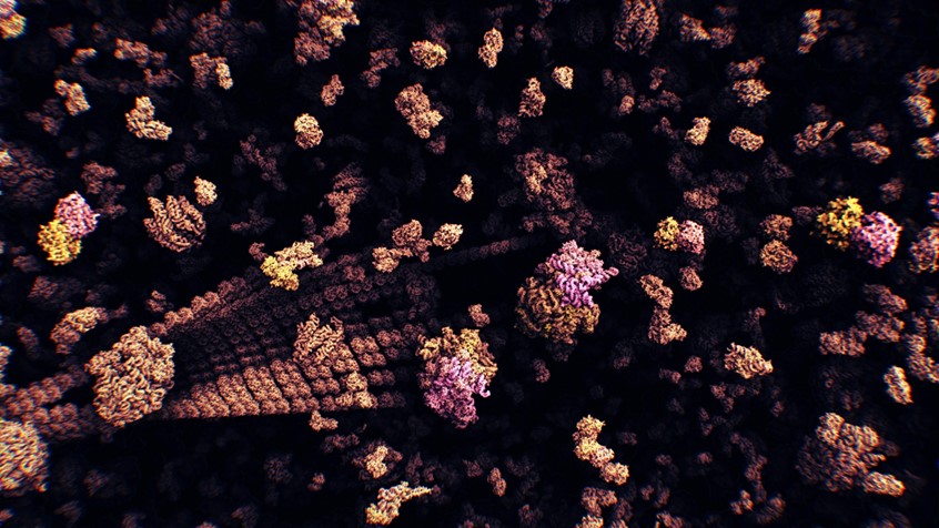 medical illustration of Microtubules are long, hollow tubes present in each of your cells. They help to maintain the shape of the cell, and they form rails along which material is transported throughout the cell. They even help with cell division.
This image is a still from an animation showing how microtubules assemble from protein molecules randomly scattered throughout every cell.
The animation has been rendered in real-time with our in-house molecular rendering engine Marion.