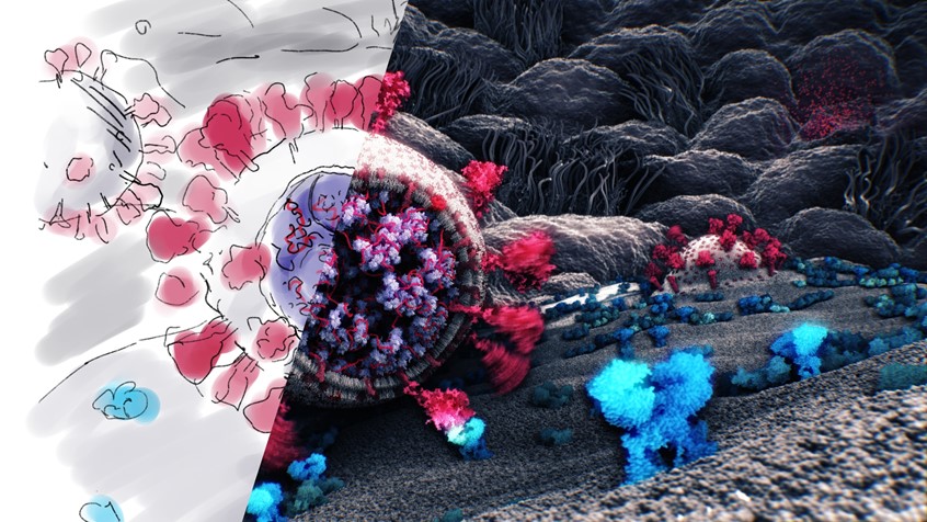 medical illustration of A virion of SARS-CoV-2 enters an epithelial cell by attaching its spike protein to the cell's ACE2 receptor. The virion then enters the cell (as seen in the background) and reprograms its machinery to make copies of the virus. The newly built virions then exit the cell by capturing its membrane, as seen further in the background. This image shows, through a forced perspective, an entire life cycle of a virus. This image shows an initial sketch and the final rendering of the illustration.