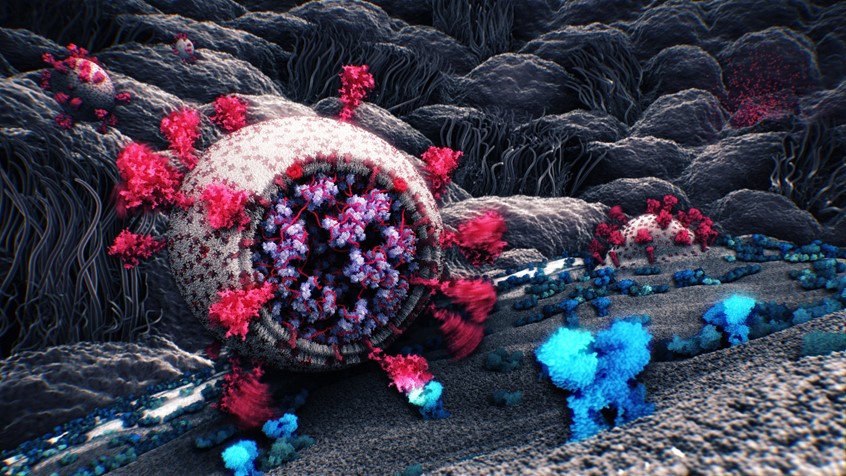 medical illustration of A virion of SARS-CoV-2 enters an epithelial cell by attaching its spike protein to the cell's ACE2 receptor. The virion then enters the cell (as seen in the background) and reprograms its machinery to make copies of the virus. The newly built virions then exit the cell by capturing its membrane, as seen further in the background. This image shows, through a forced perspective, an entire life-cycle of a virus.