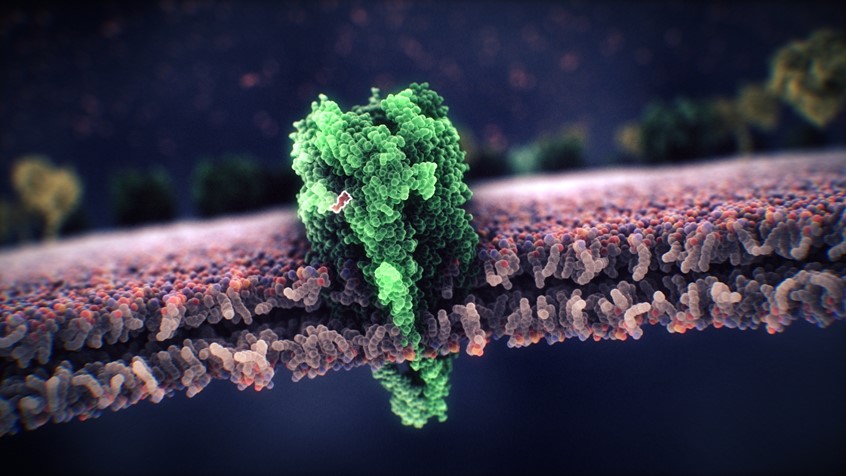 medical illustration of This is a still image from an animation showing the mechanism of action of acetylcholine (shown in orange with a white outline). The green molecule is an acetylcholine receptor, to which acetylcholine binds when a neural impulse is transferred from a neuron to a muscle cell.