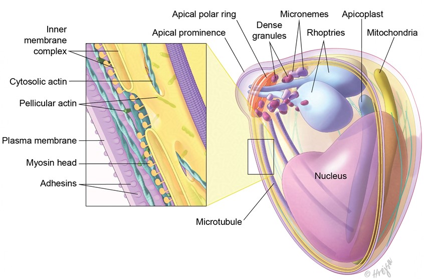 medical illustration of This illustration depicts the structure of a Plasmodium (P. falciparum) merozoite. The plasma membrane provides structural integrity, while the inner membrane complex maintains shape and facilitates host cell interactions. Actin filaments are crucial for motility and invasion of red blood cells. This serves as an educational tool for medical training, enhancing understanding of malaria pathogenesis and the merozoite's role in infection.
