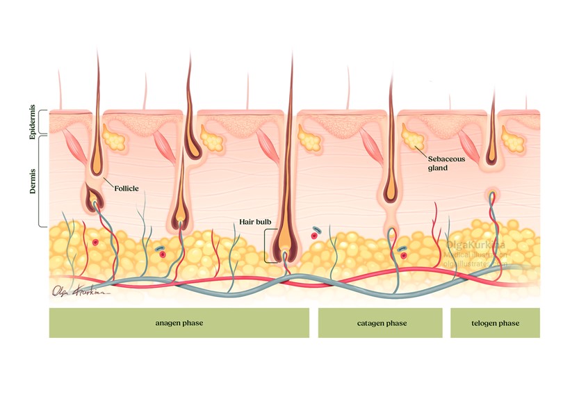 medical illustration of Stages of Hair Growth
Medical illustration showing the stages of hair growth - anagen, catagen and telogen - created for Hairgivers to support clear patient education on follicle cycles and scalp health.