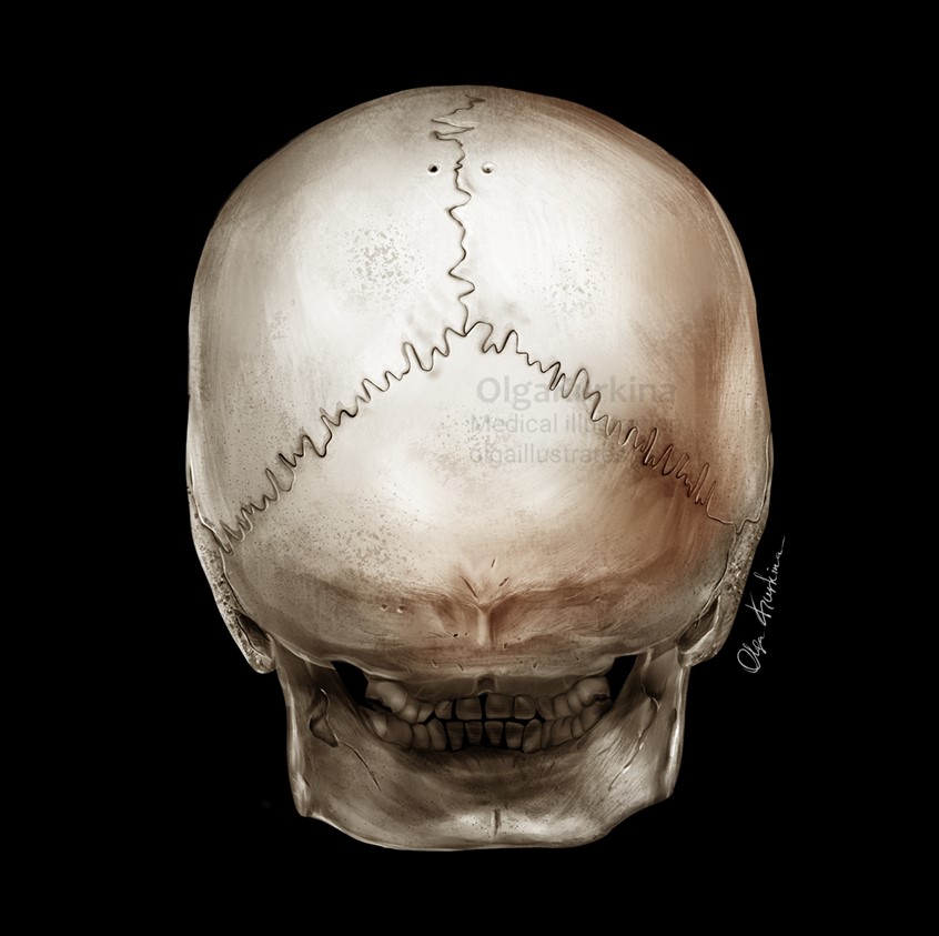 medical illustration of Posterior view of the human skull. Detailed anatomical illustrattion demonstrating the complex structure of the cranial bones.
Created for using in educational materials.