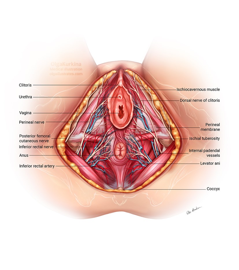 medical illustration of Inferior view of the anatomy of the female pelvis, focusing on the nerves and blood vessels. Designed for use in medical educational materials.