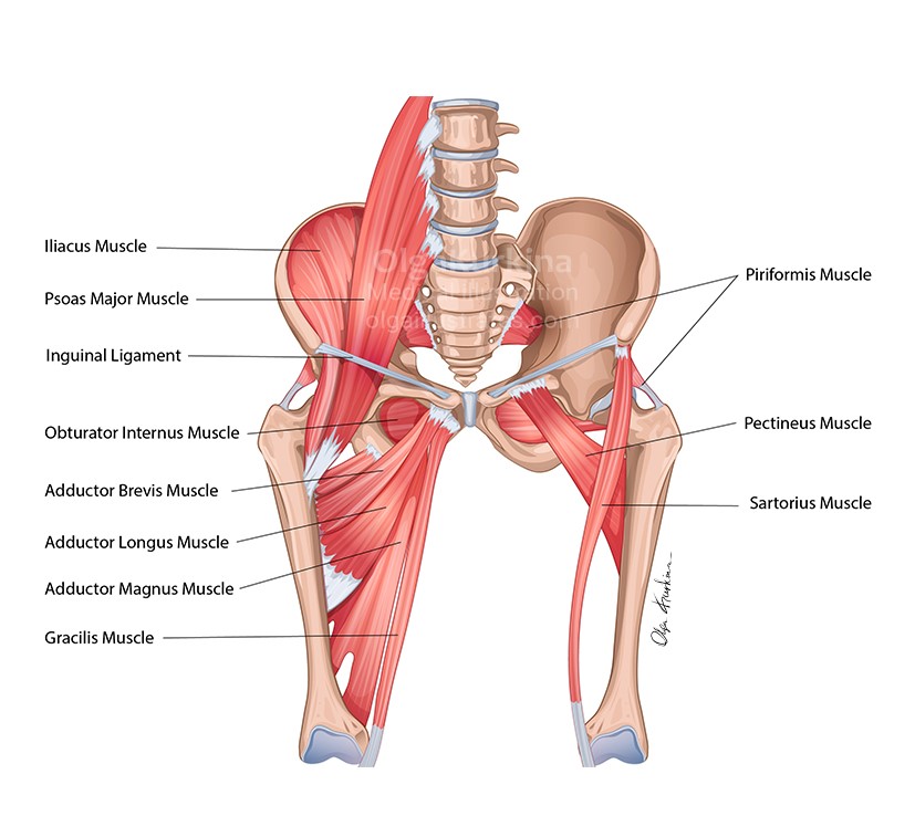 medical illustration of An anatomical vector illustration demonstrating the muscles of the Pelvis and Thigh. This illustration was created for educational purposes to train specialists in postpartum recovery.
Created for Everyday Battles, LLC