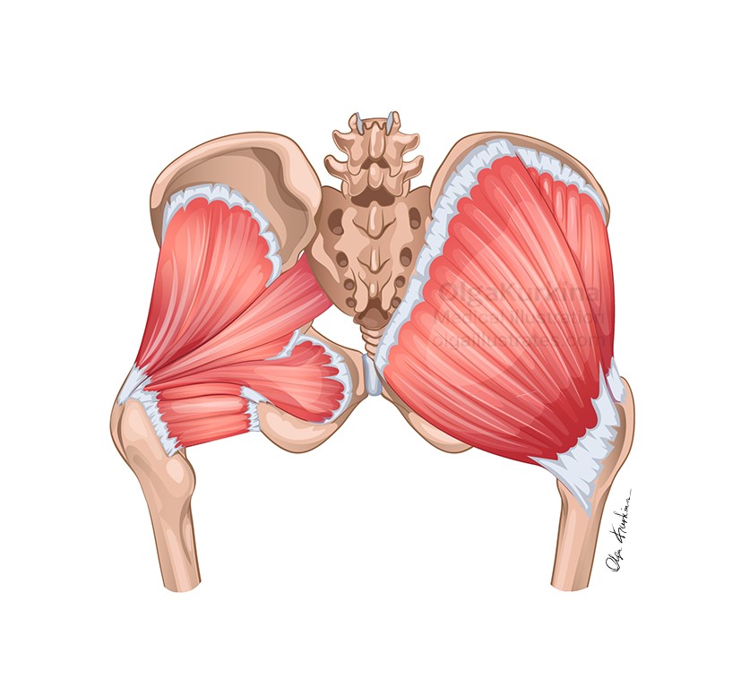 medical illustration of An anatomical vector illustration showing the gluteal muscles at different depths. This illustration was created for educational purposes to train postpartum recovery specialists.
Created for Everyday Battles, LLC