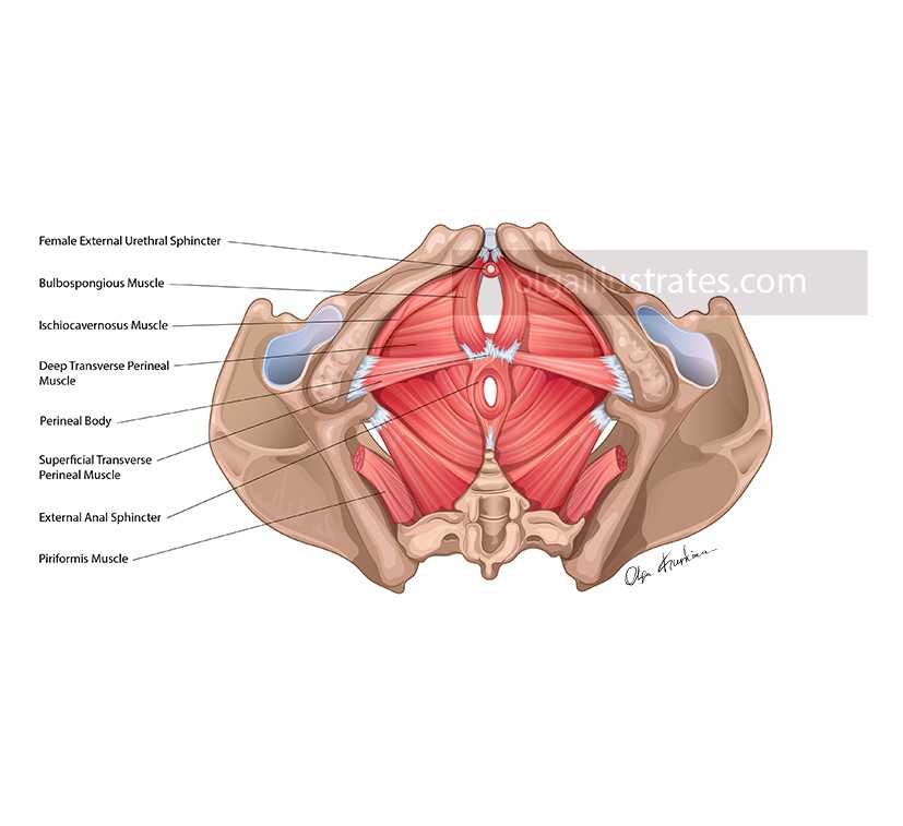 medical illustration of Inferior view of the female pelvis.
This vector illustration was created for educational purposes to train specialists in postpartum recovery.
Created for Everyday Battles, LLC