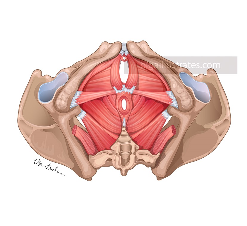 medical illustration of Inferior view of the female pelvis.
This vector illustration was created for educational purposes to train specialists in postpartum recovery.
Created for Everyday Battles, LLC