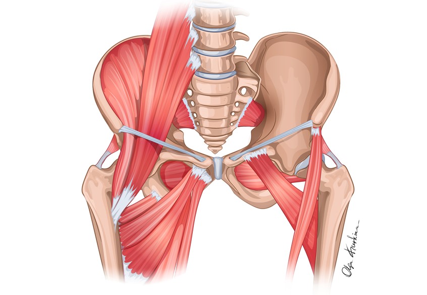 medical illustration of
An anatomical vector illustration demonstrating the muscles of the Pelvis and Thigh. This illustration was created for educational purposes to train specialists in postpartum recovery.
Created for Everyday Battles, LLC
