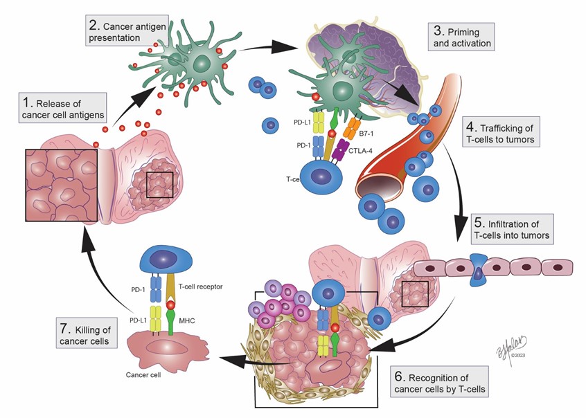 medical illustration of This piece was created for a Prostate Surgery atlas explaining the tumor microenvironment cycle of T-cell activity. Cancer antigens presenting and recognized by T-cells.