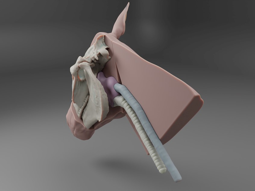 medical illustration of A 3D design of a task-trainer for intubation procedure of intubation of a horse.
The model includes the skull, oesophagus, trachea and nasal cavity.