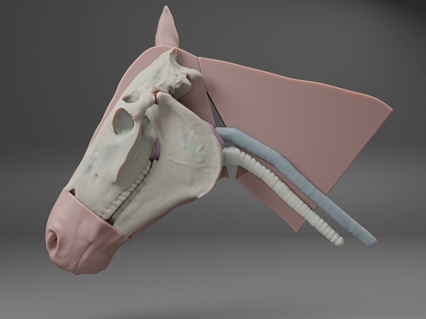 medical illustration of A 3D design of a task-trainer for intubation procedure of intubation of a horse.
The model includes the skull, oesophagus, trachea and nasal cavity.