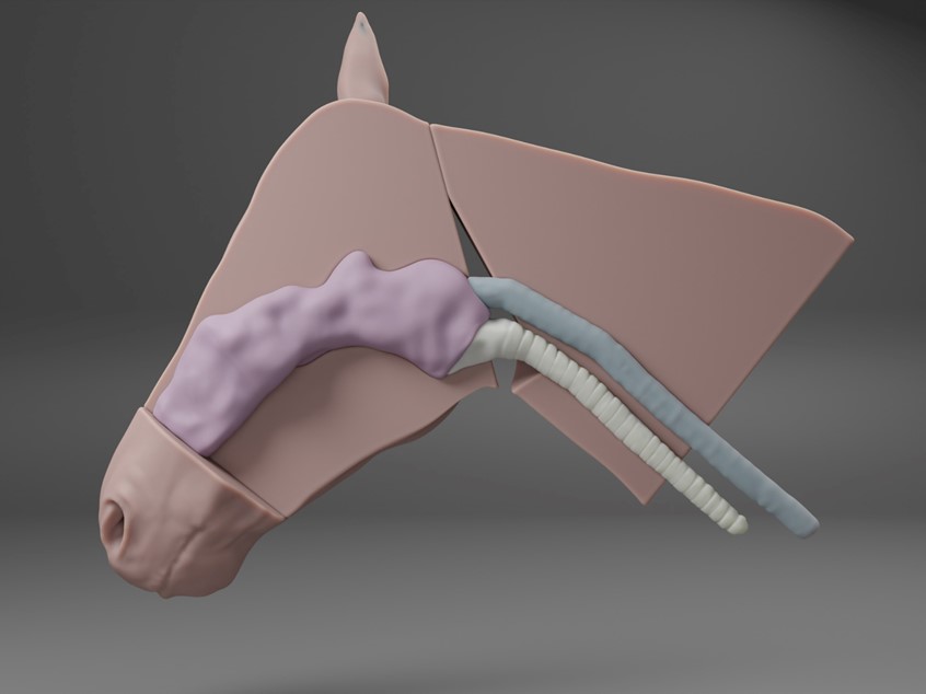 medical illustration of A 3D design of a task-trainer for intubation procedure of intubation of a horse.
The model includes the skull, oesophagus, trachea and nasal cavity.