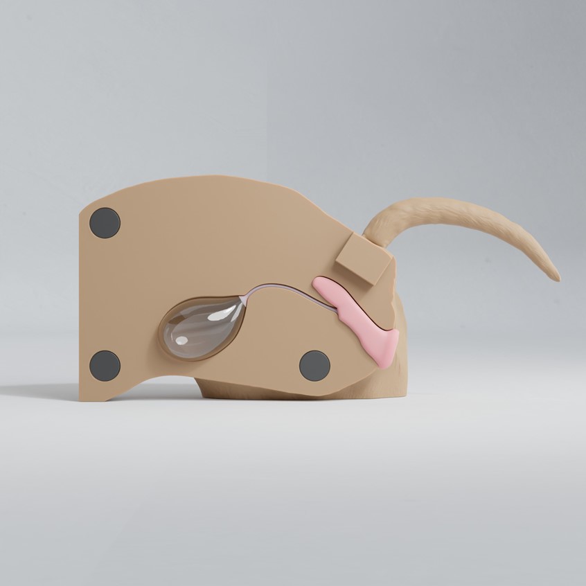 medical illustration of 3D design of a task-trainer for the procedure of catheterization of a dog.
The model is based on canine back sliced by a sagittal plane into two halves.
It imitates canine urinary tract with vagina, urethra and bladder that can be filled with liquid.