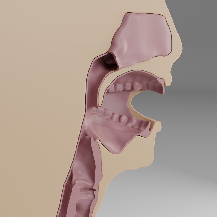 medical illustration of 3D design of a task-trainer for the procedure of suction performed on airways.
The model consist of oral and nasal cavities, larynx, trachea and oesophagus.
Model of a human bust is sliced by sagittal plane into two halves revealing the anatomy of the respiratory system.