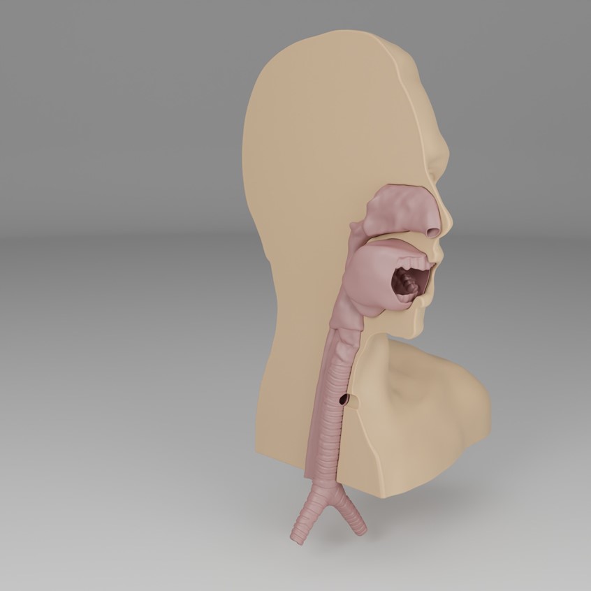 medical illustration of 3D design of a task-trainer for the procedure of suction performed on airways.
The model consist of oral and nasal cavities, larynx, trachea and oesophagus.
Model of a human bust is sliced by sagittal plane into two halves revealing the anatomy of the respiratory system.