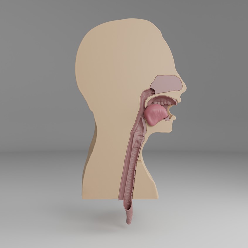 medical illustration of 3D design of a task-trainer for the procedure of suction performed on airways.
The model consist of oral and nasal cavities, larynx, trachea and oesophagus.
Model of a human bust is sliced by sagittal plane into two halves revealing the anatomy of the respiratory system.