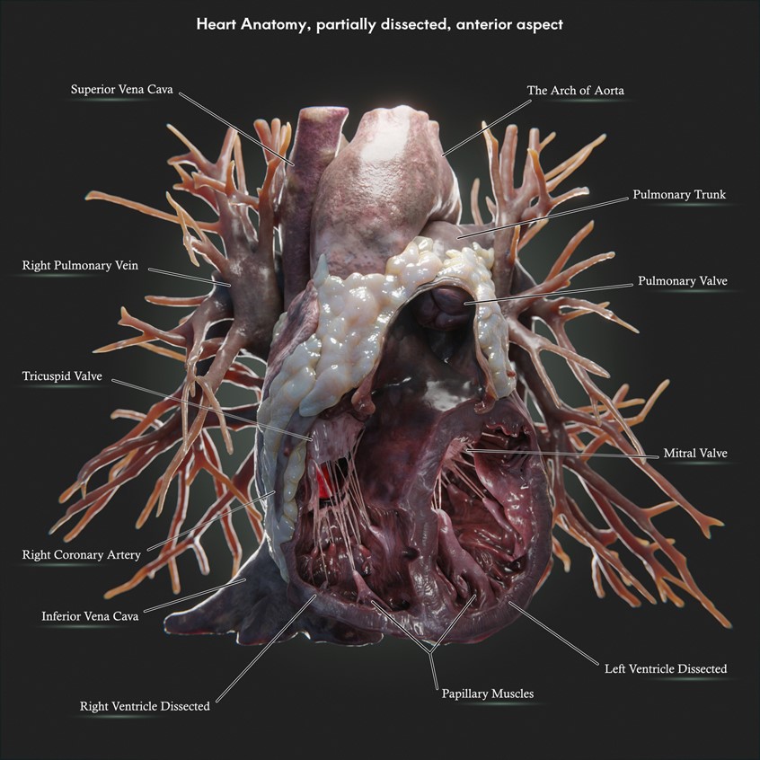 medical illustration of Render of a 3D model of a dissected human heart with pulmonary vessels, coronary arteries and veins, papillary muscles, chordae tendineae and cardiac valves. Anterior view of the heart.