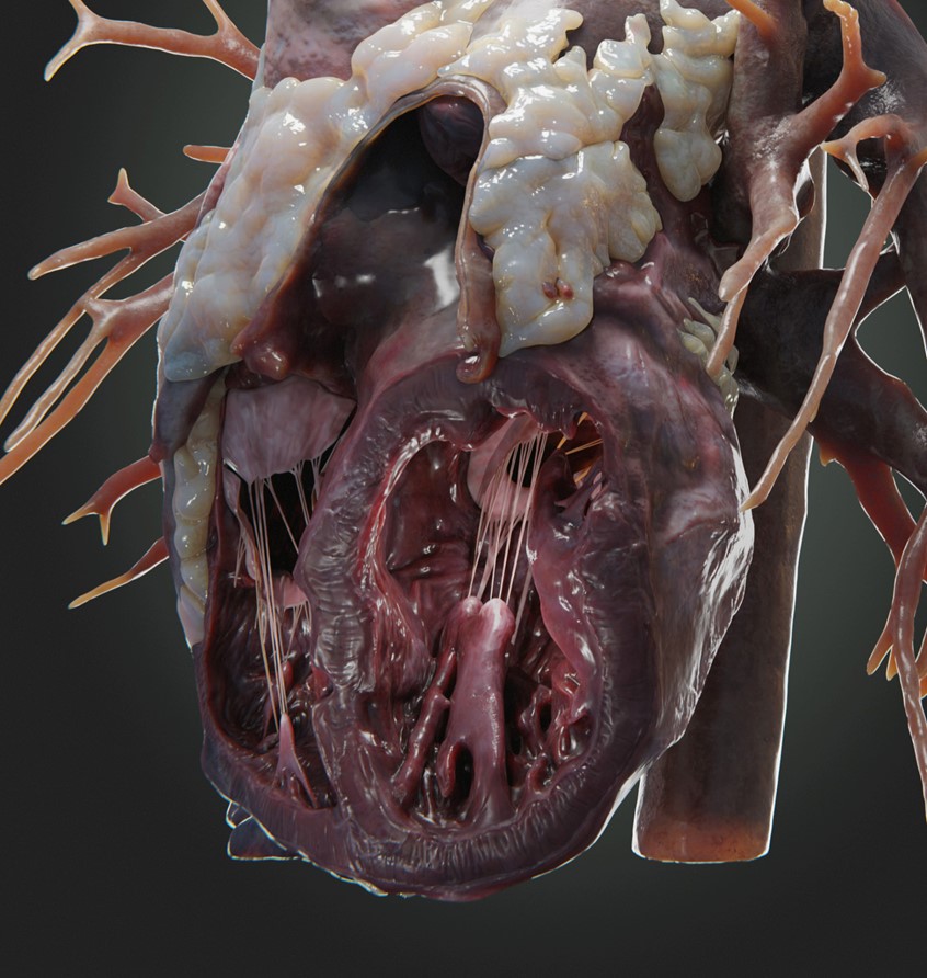 medical illustration of Render of a 3D model of a dissected human heart with pulmonary vessels, coronary arteries and veins, papillary muscles, chordae tendineae and cardiac valves.
Anterior-Lateral view of the heart.