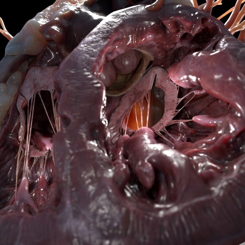 medical illustration of Render of a 3D model of a dissected human heart with pulmonary vessels, coronary arteries and veins, papillary muscles, chordae tendineae and cardiac valves.
Closeup to the Ventricles showing mitral valve, triscupid valve and aortic valve.