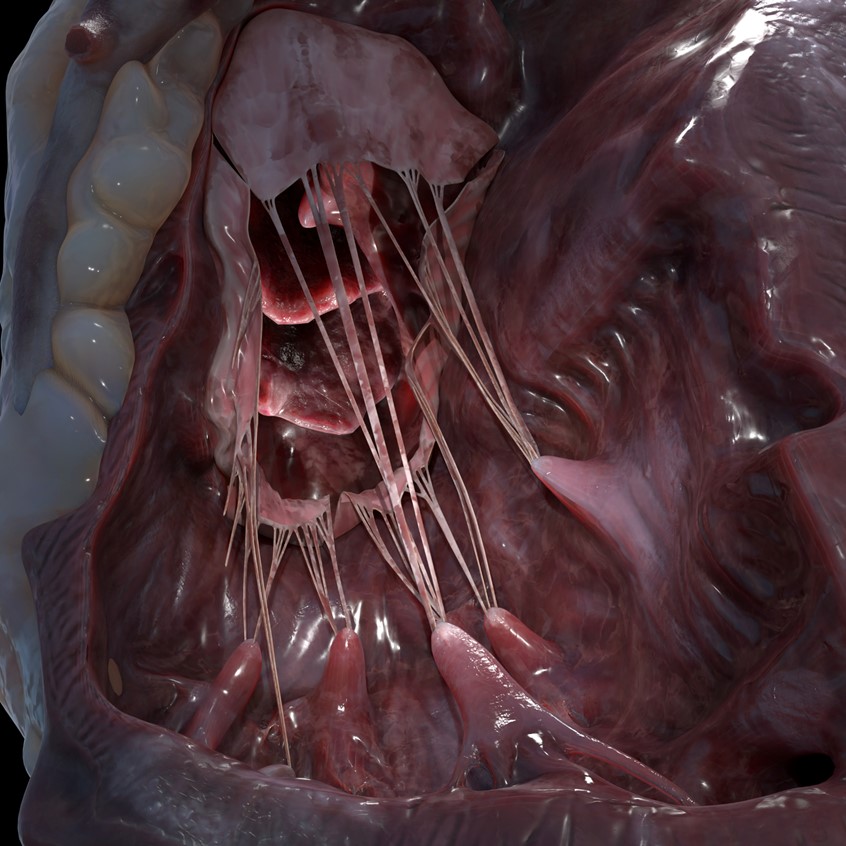 medical illustration of Render of a 3D model of a dissected human heart with pulmonary vessels, coronary arteries and veins, papillary muscles, chordae tendineae and cardiac valves.
Close up of the right ventricle showing tricuspid valve.