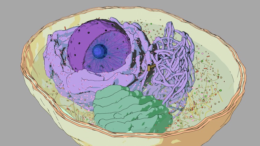 medical illustration of Render of a generated structure of a eukaryotic cell, an example from the cell generator I developed.
The generator allows procedural control over specific parameters of each organelle allowing creation of thousands of different cell structures.