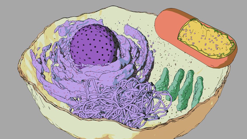 medical illustration of Render of a generated structure of a eukaryotic cell, an example from the cell generator I developed.
The generator allows procedural control over specific parameters of each organelle allowing creation of thousands of different cell structures.