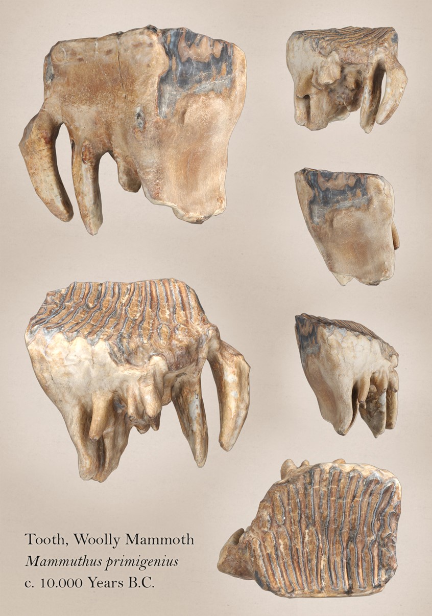 medical illustration of A plate presenting a 3D model of a Woolly Mammoth's molar tooth digitised with photogrammetry method.
Digitised from the collection of the Anatomy Museum of the University of Glasgow.