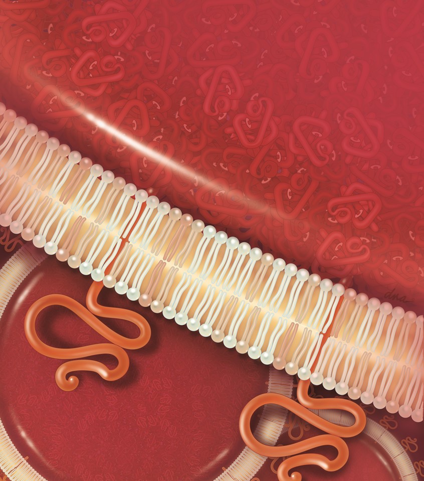 medical illustration of This medical illustration explores the intricate design of liposome-encapsulated hemoglobin, a cutting-edge advancement in artificial blood technology. The close-up view emphasizes the phospholipid bilayer membrane, augmented with polyethylene glycol to enhance stability and circulation, while the encapsulated hemoglobin represents the potential for life-saving blood substitutes.