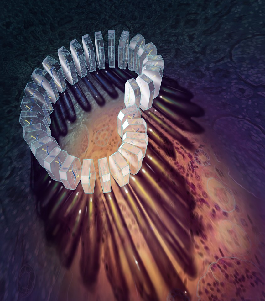 medical illustration of An illustration of a large human kidney silhouette formed by a series of miniature, kidney-on-a-chip devices. The clear chips are arranged vertically like a row of dominos, showing intricate microchannels inside each translucent device.