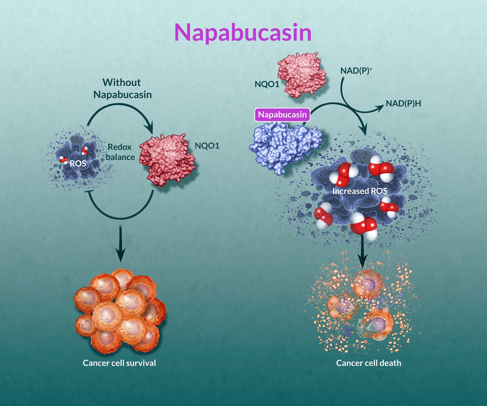 Cancer Therapy: Napabucasin Illustration by Jackie Heda