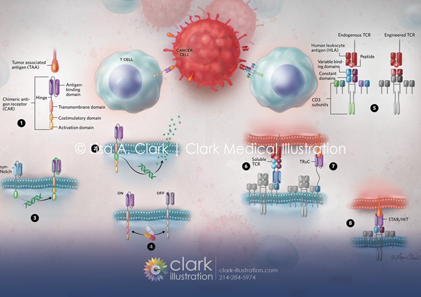 medical illustration of Medical illustration comparing CAR-T and TCR therapies for cancer treatment. From smart receptors to novel biologics, scientists hope these next generation cancer therapies overcome the challenges of treating solid tumors.
