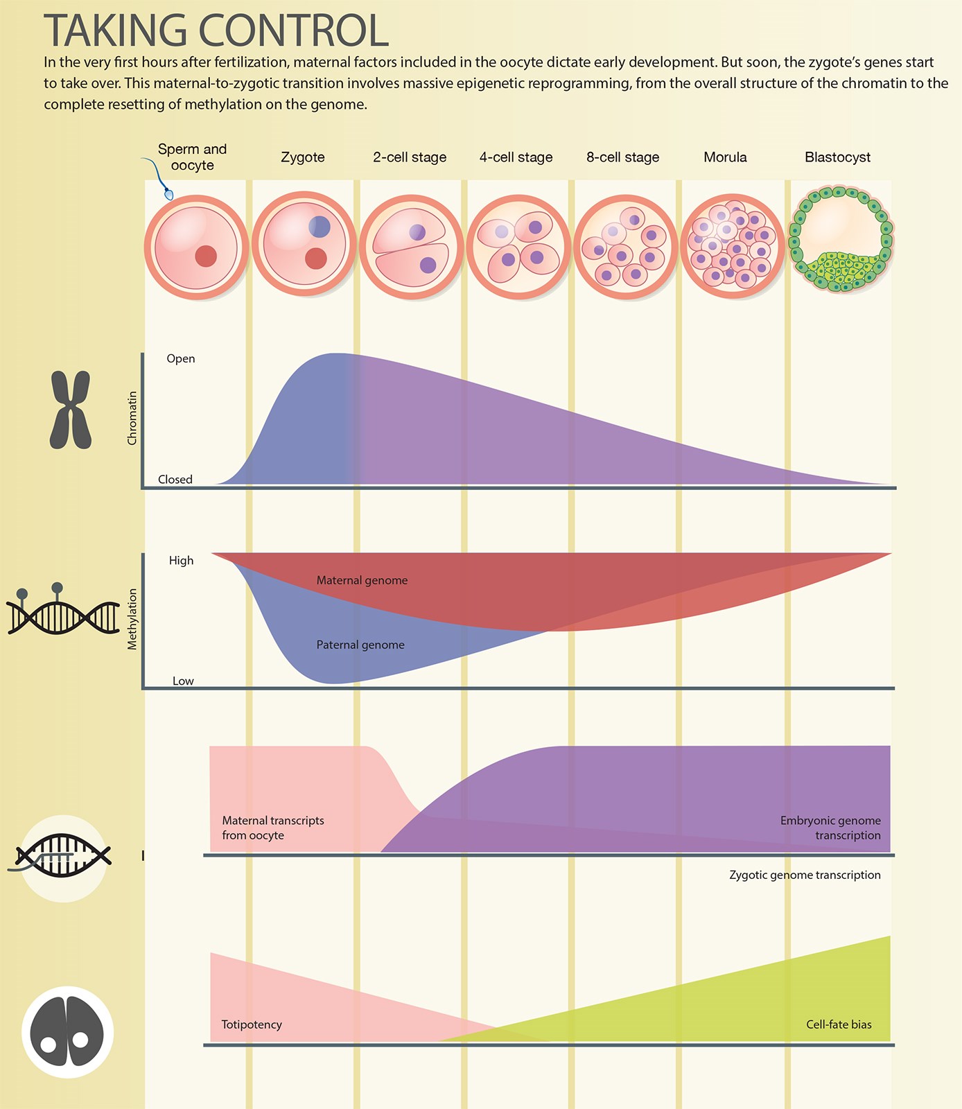 Embryo development Illustration by Kimberly Battista | Medical