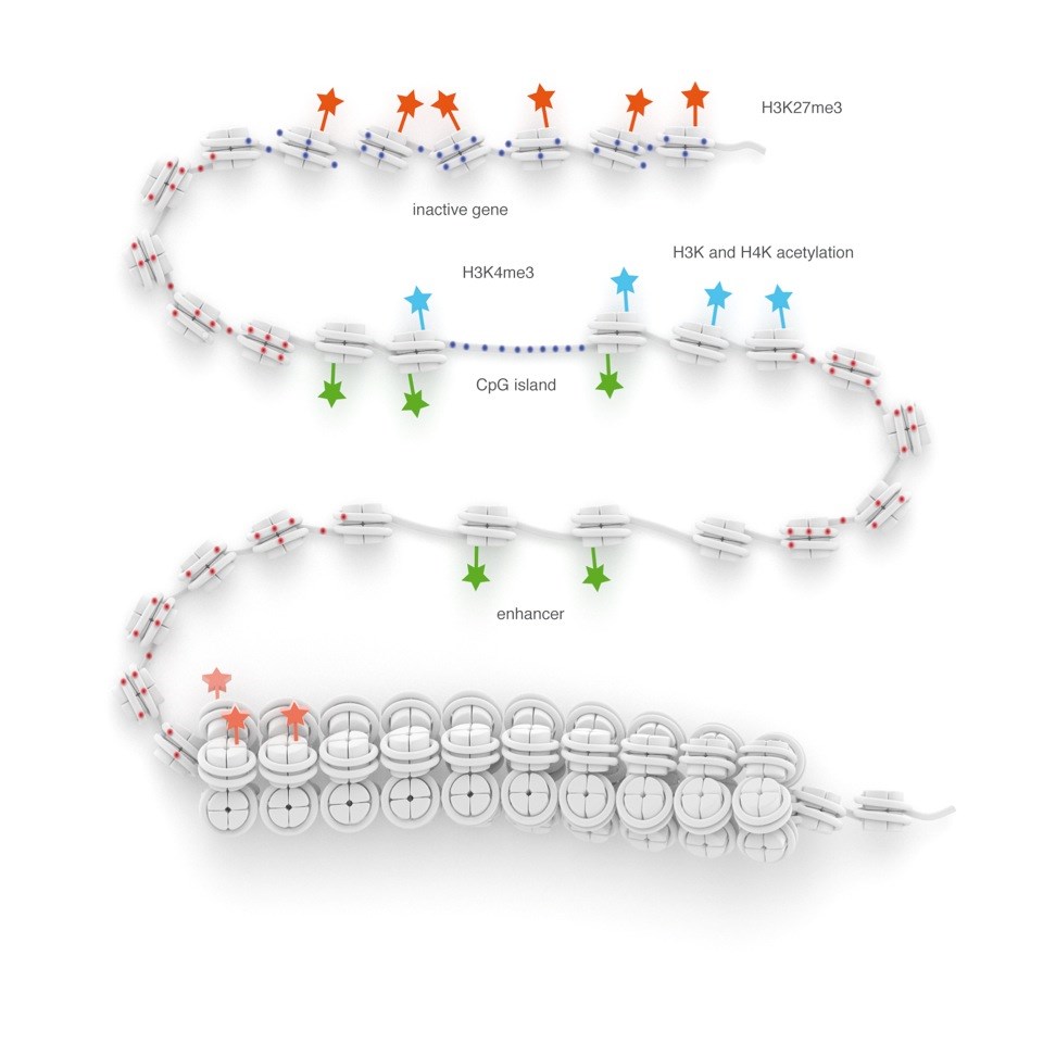 DNA, histones and methylation Illustration by somersault18:24 | Medical ...