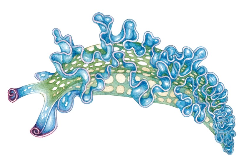 medical illustration of Lettuce sea slug Elysia crispata completed for UKOTCF Montserrat and Montserrat National Trust, for use in educational and out reach