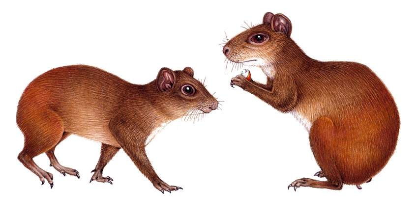 medical illustration of Red-rumped agouti Dasyprocta leporina nobelie completed for UKOTCF Montserrat and Montserrat National Trust, for use in educational and out reach