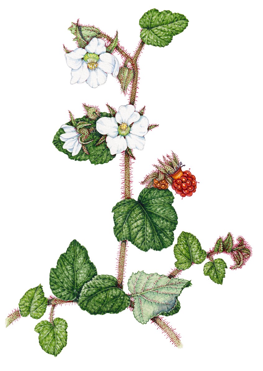 medical illustration of Chinese bramble Rubus tricolor compelted for fold out identification guide to the Urban Plants of Scotland (Field Studies Council)