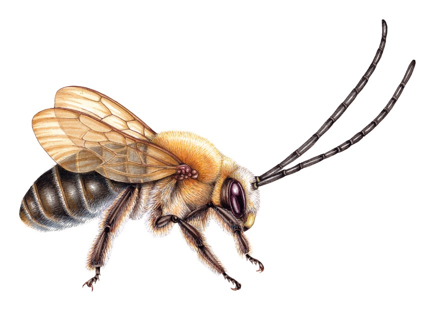 medical illustration of Long-horned bee Eucera longicornis male completed for South Devon National Landscape interpretation boards and