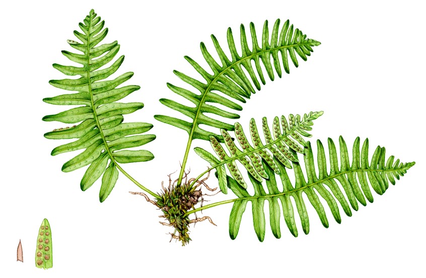 medical illustration of Common polypody Polypodium vulgare
Completed for a fold-out identification guide to the Urban wild plants of Scotland, published by Field Studies Council UK