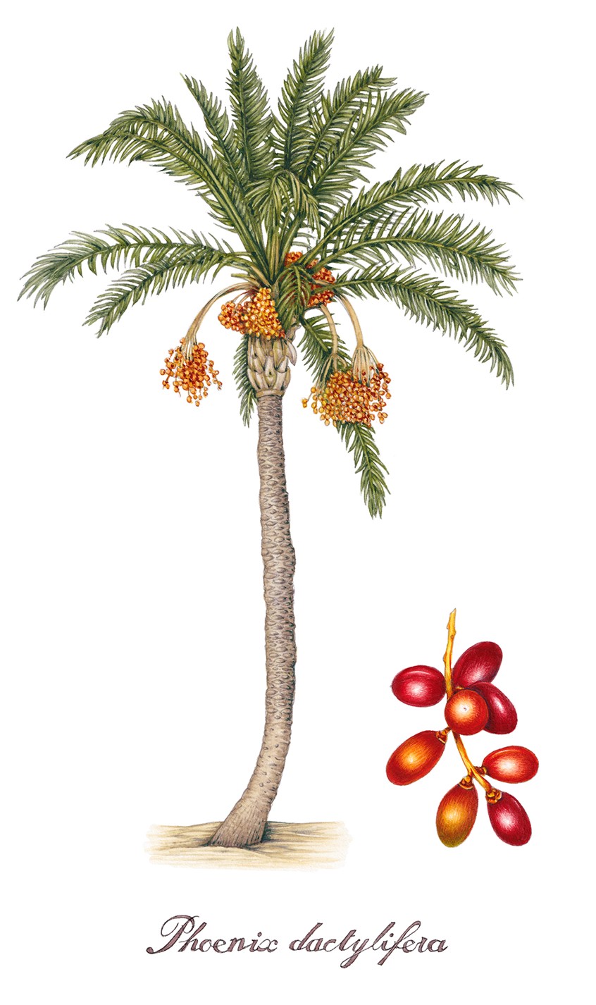 medical illustration of Date palm Phoenix dactylifera
One of a series of crop plants completed for The Global Crop Diversity Trust for use on gitts, prints, and on outreach materials
