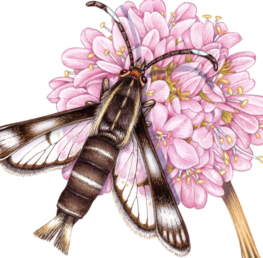 medical illustration of Thrift clearwing moth Pyropteron muscaeforme on Thrift Armeria maritima
Completed for South Devon National Landscapes, for use on interpretation boards and educational and outreach