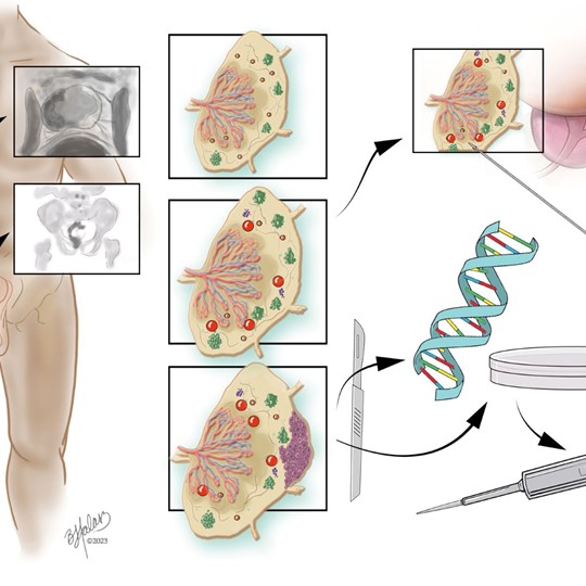 Beth Halasz - Medical Illustration & Animation | Chardon